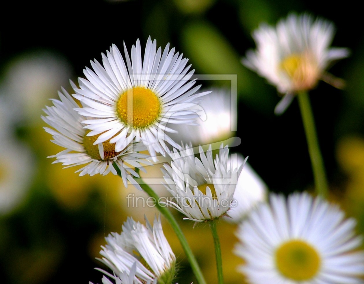 Bild-Nr.: 9531760 Die Kleinen erstellt von Renate Knapp