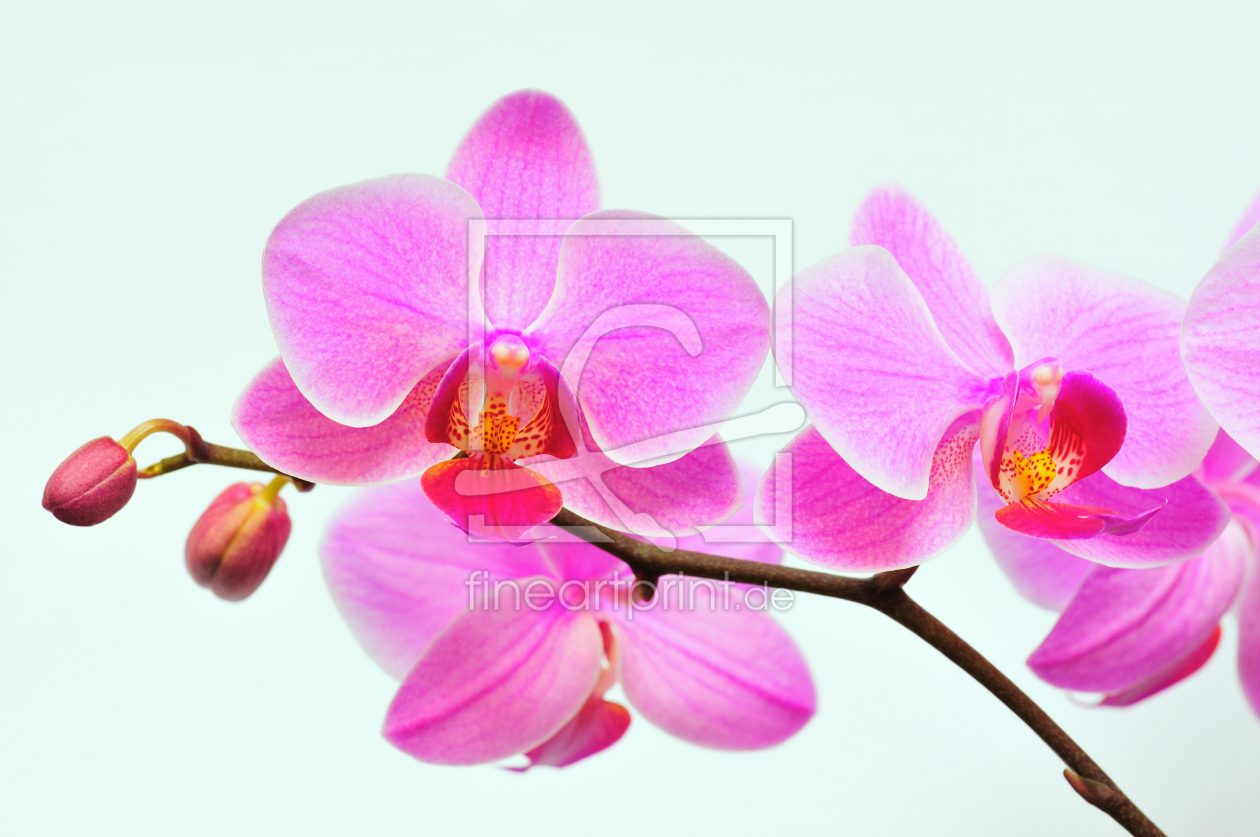 Bild-Nr.: 9531890 Phalaenopsis erstellt von suteracher