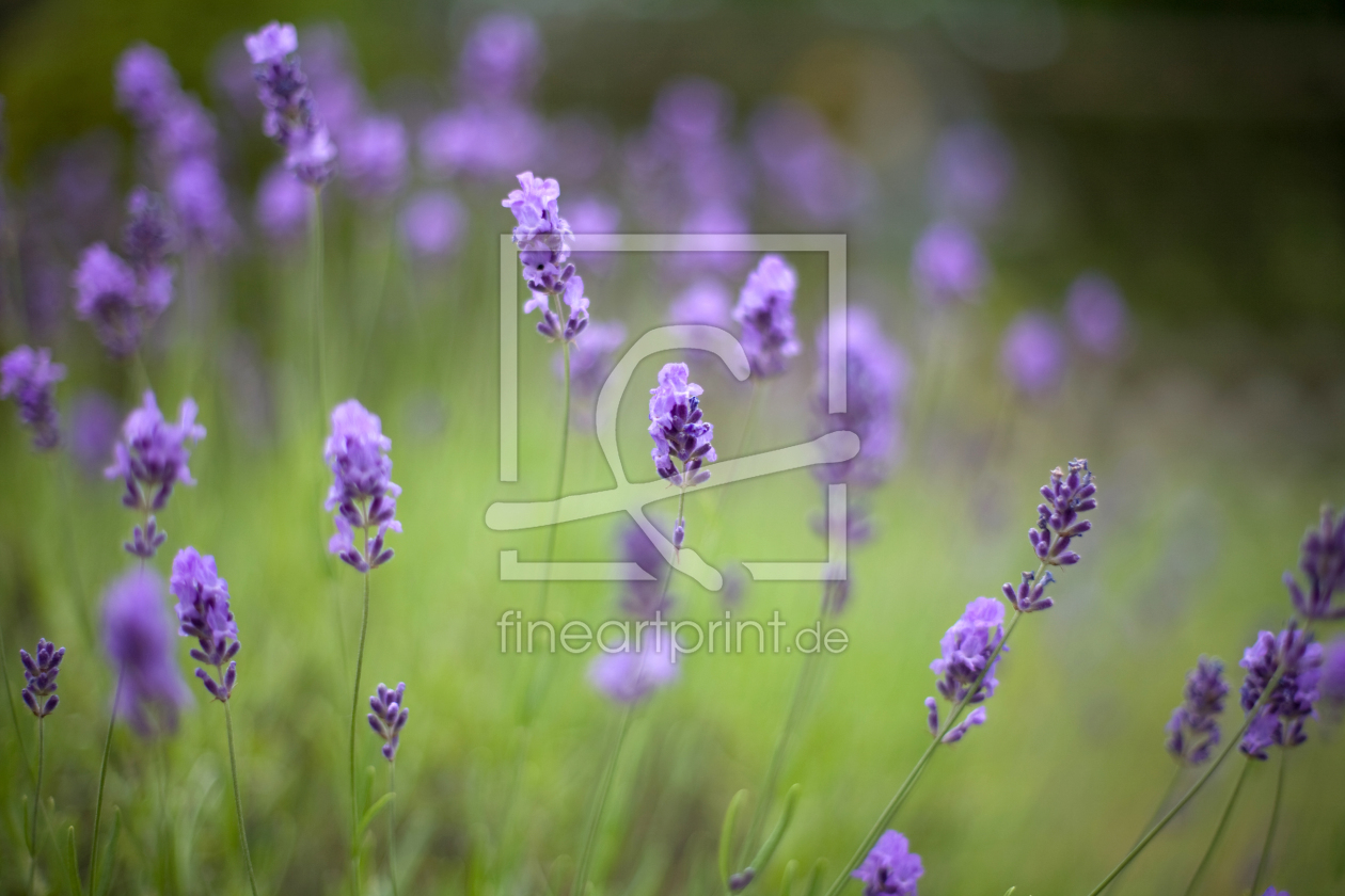 Bild-Nr.: 9532056 Lavendelwiese erstellt von NinaThilo