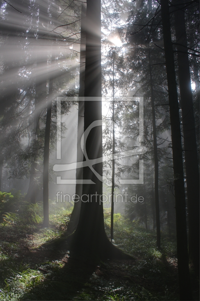 Bild-Nr.: 9532972 Wald im Gegenlicht erstellt von martinvalk