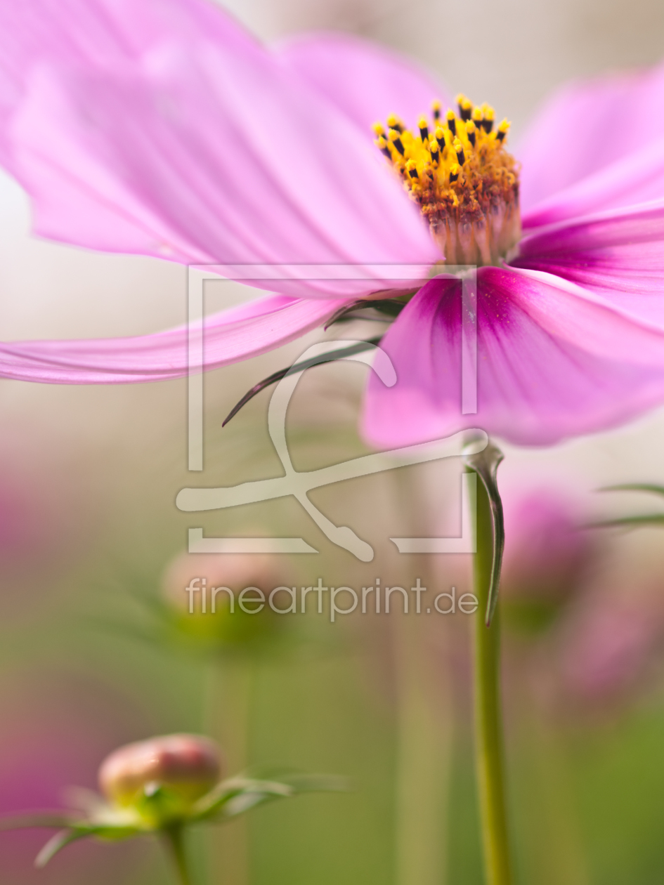 Bild-Nr.: 9533870 Swinging Flowers 01 erstellt von MBuecker