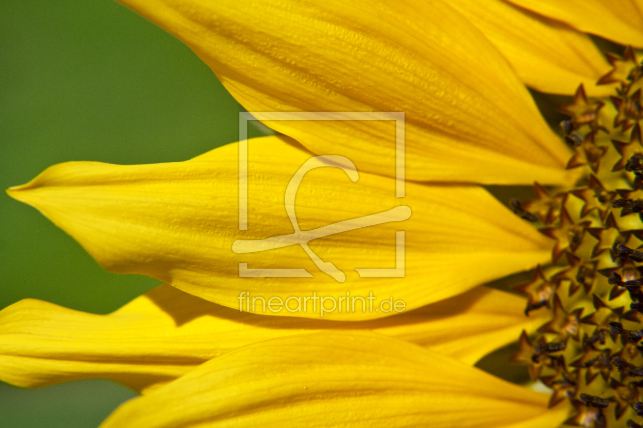 Bild-Nr.: 9534214 Sonnenblume erstellt von wolf-m