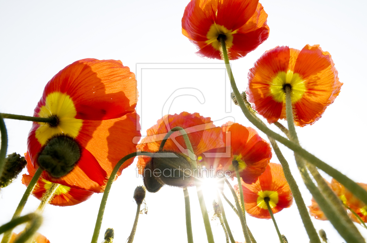 Bild-Nr.: 9537020 Mohnfeld mit Sonne erstellt von danielschoenen