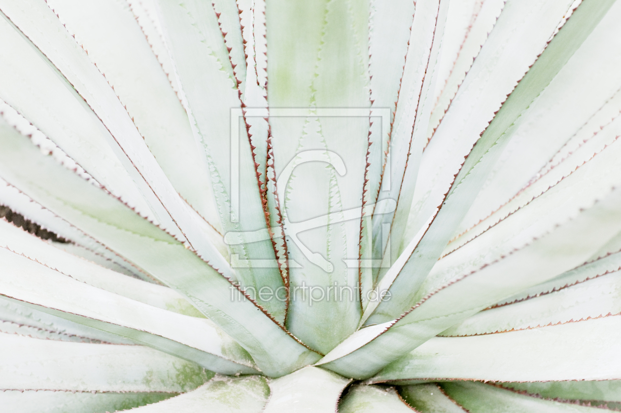 Bild-Nr.: 9538100 Agave erstellt von danielschoenen