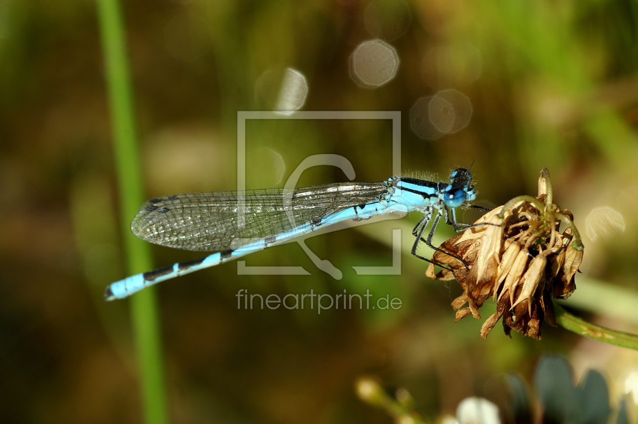 Bild-Nr.: 9539616 Libelle erstellt von RoLeX