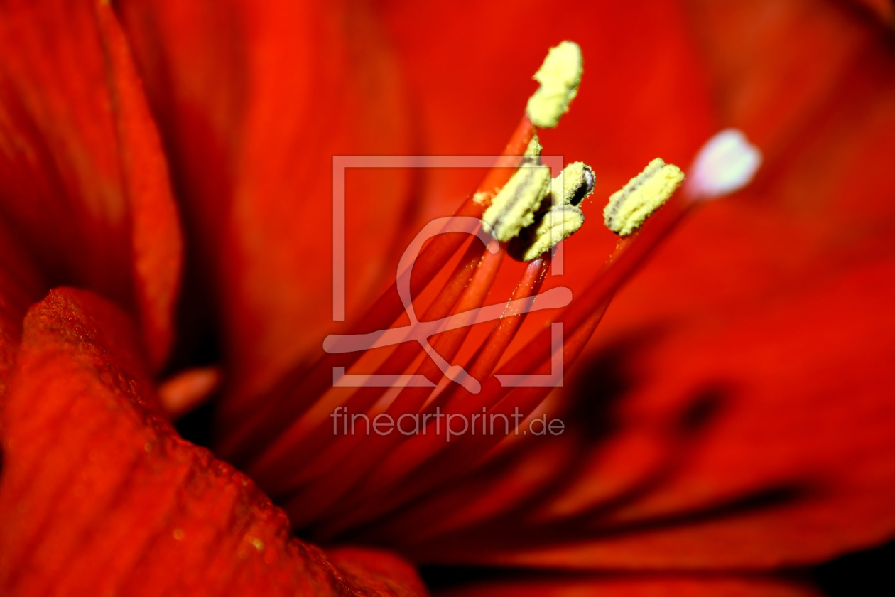 Bild-Nr.: 9539918 rote Amaryllis Blütenstempel erstellt von LucieLenzket