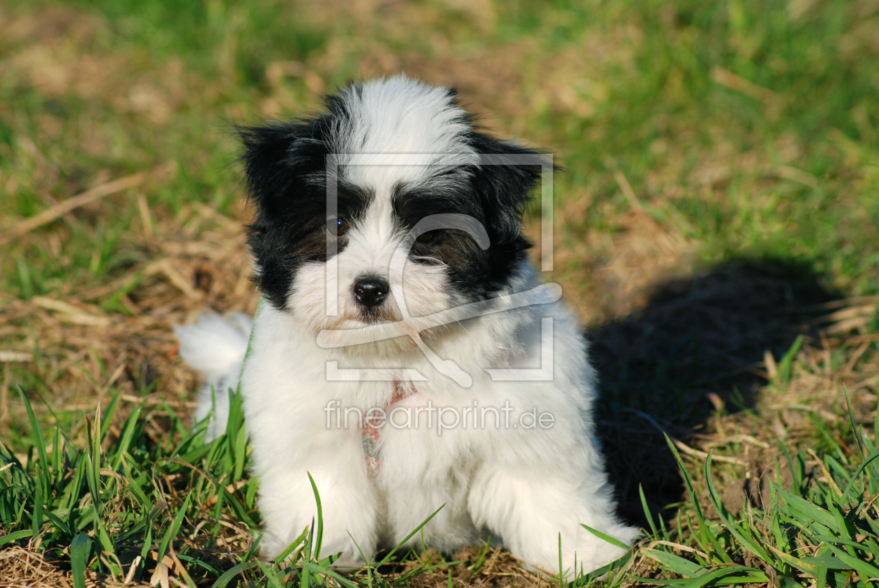 Bild-Nr.: 9542714 Coton de Tuilerie erstellt von Mille