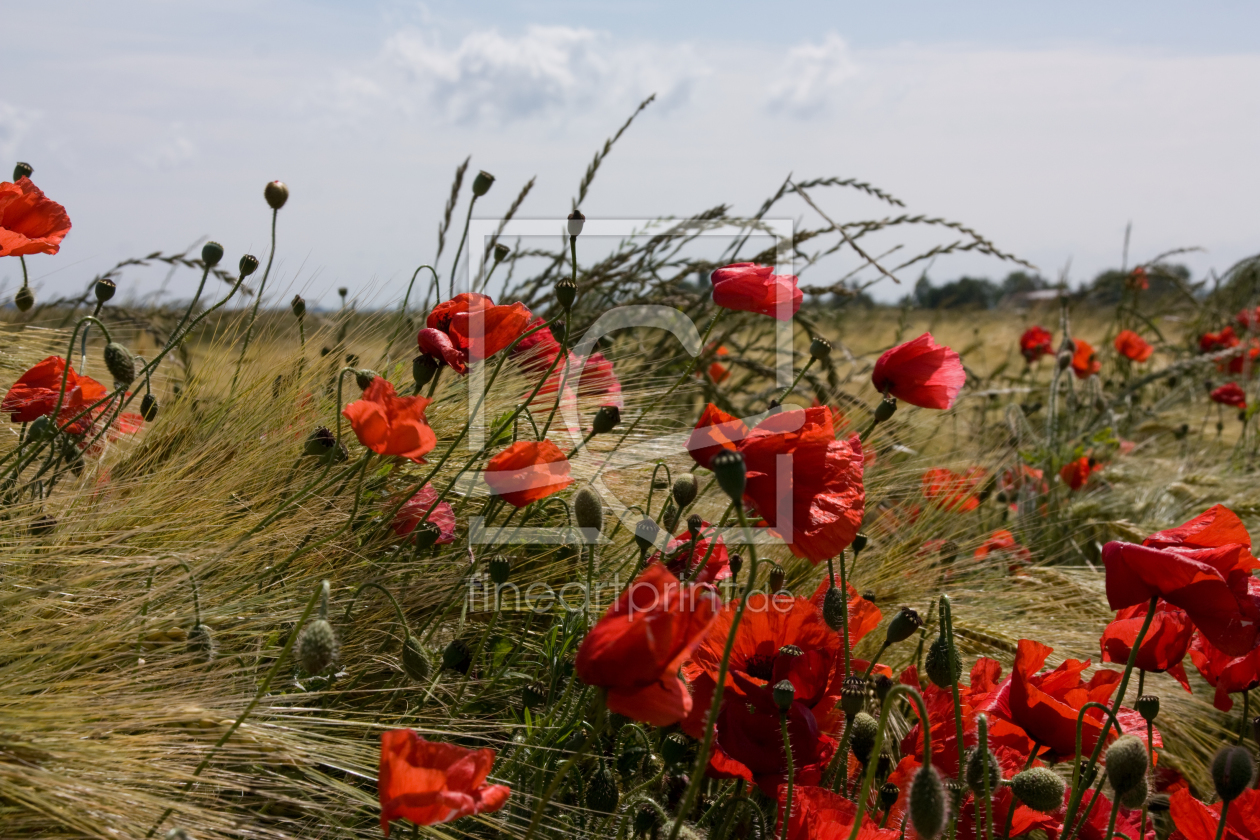 Bild-Nr.: 9544756 Mohn 1 erstellt von Maurice Küsel