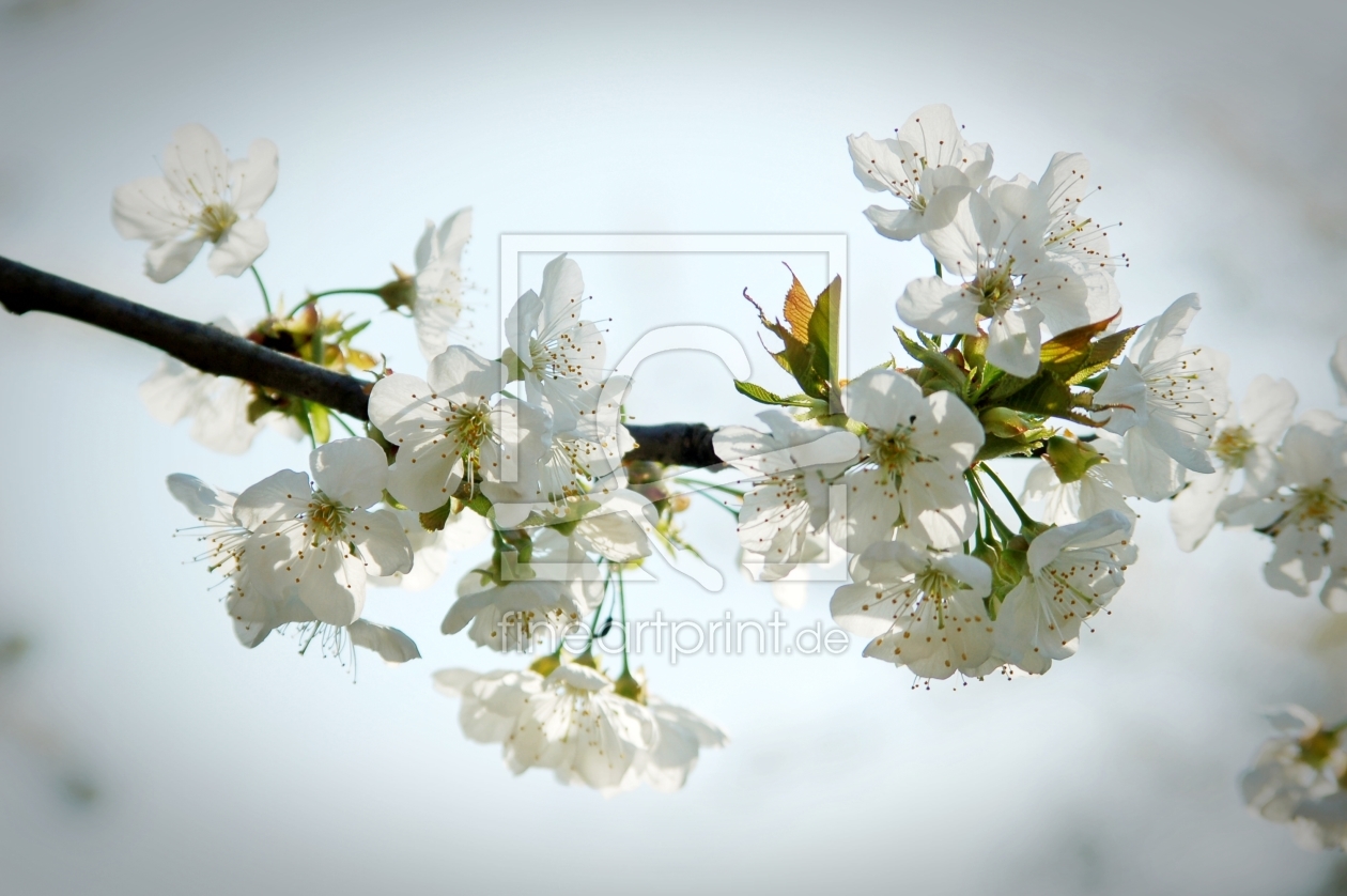 Bild-Nr.: 9546138 zarte Kirschblüten erstellt von Bettina Schnittert