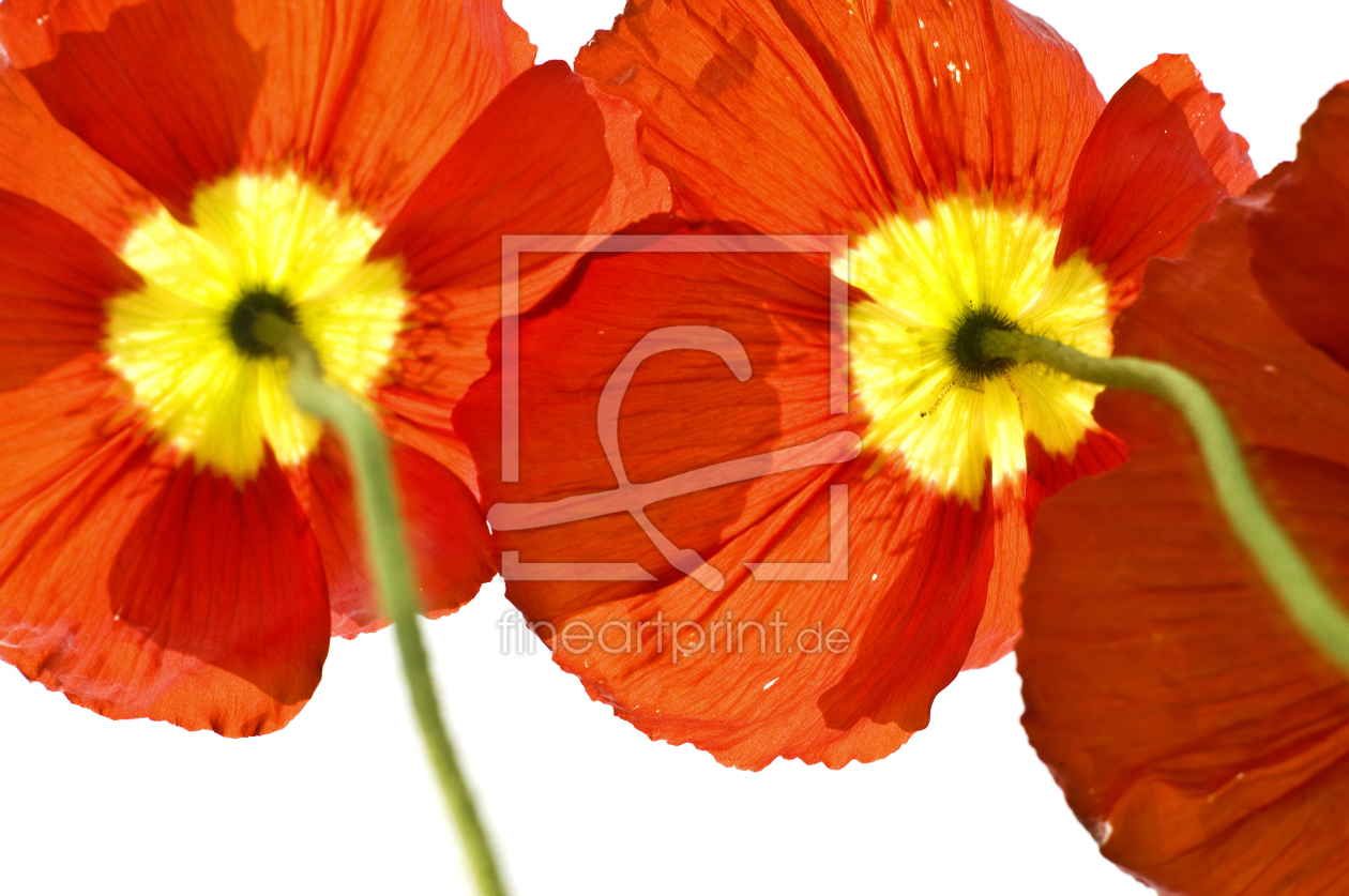 Bild-Nr.: 9546366 Islandmohn 1 erstellt von danielschoenen