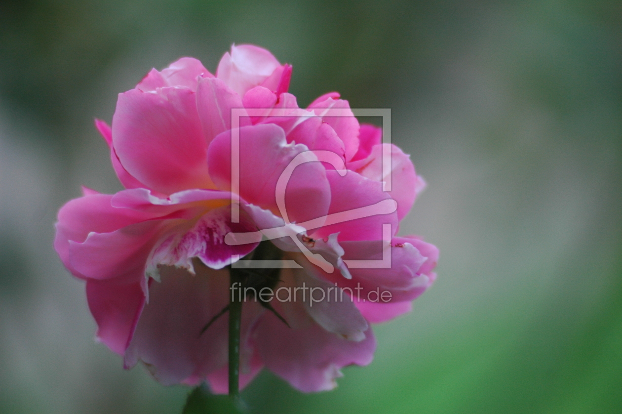 Bild-Nr.: 9547480 Pastell-Rose erstellt von NiKu