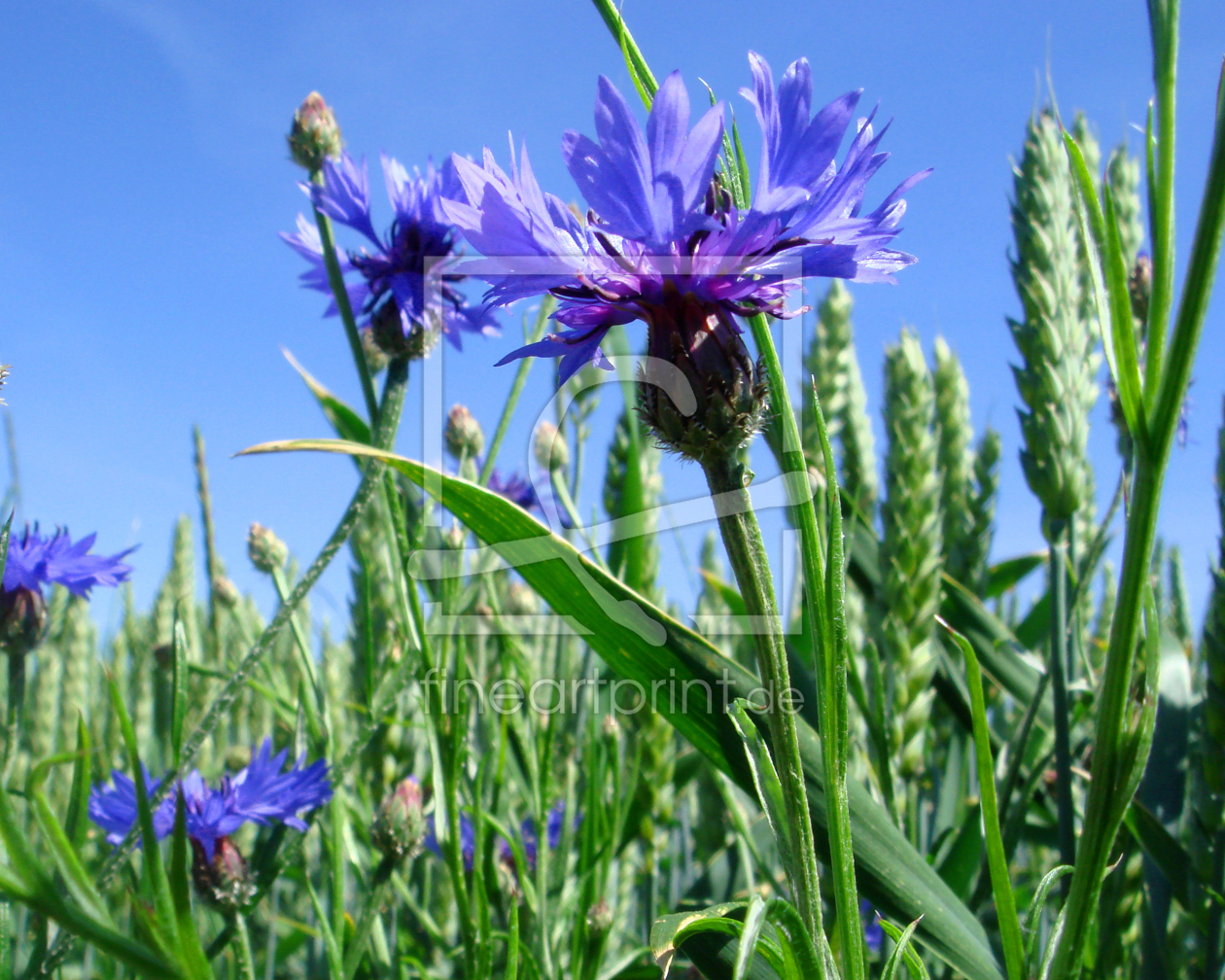 Bild-Nr.: 9548068 Im Kornblumenfeld  erstellt von yammay