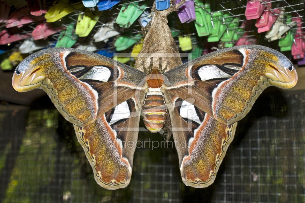 Bild-Nr.: 9548476 Schmetterling erstellt von Fritz Malaman