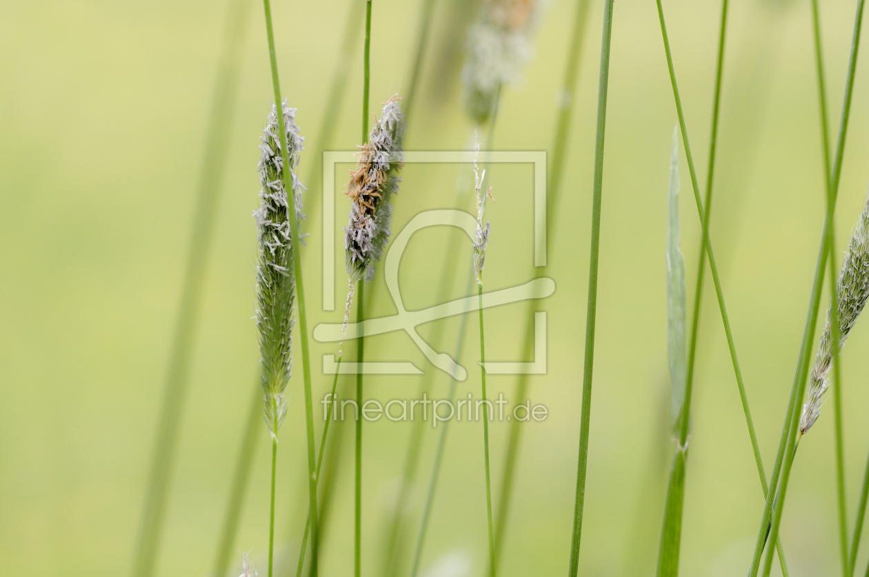 Bild-Nr.: 9548500 Gras erstellt von danielschoenen