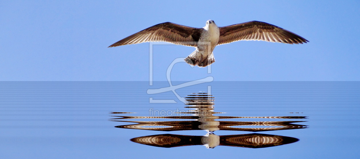 Bild-Nr.: 9548636 Möwenimpressionen erstellt von Renate Knapp
