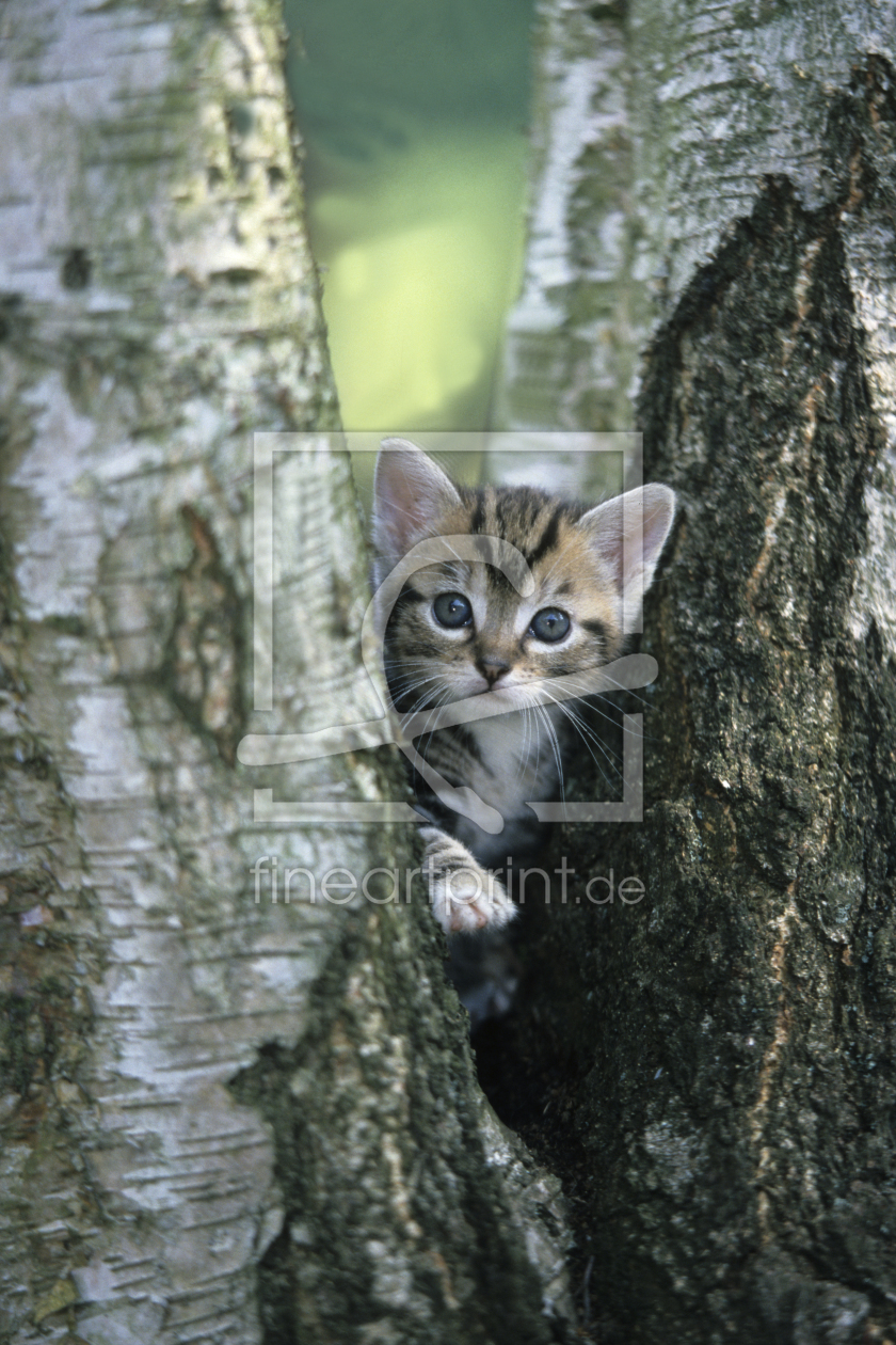 Bild-Nr.: 9553022 Katze,Kätzchen erstellt von andy1000