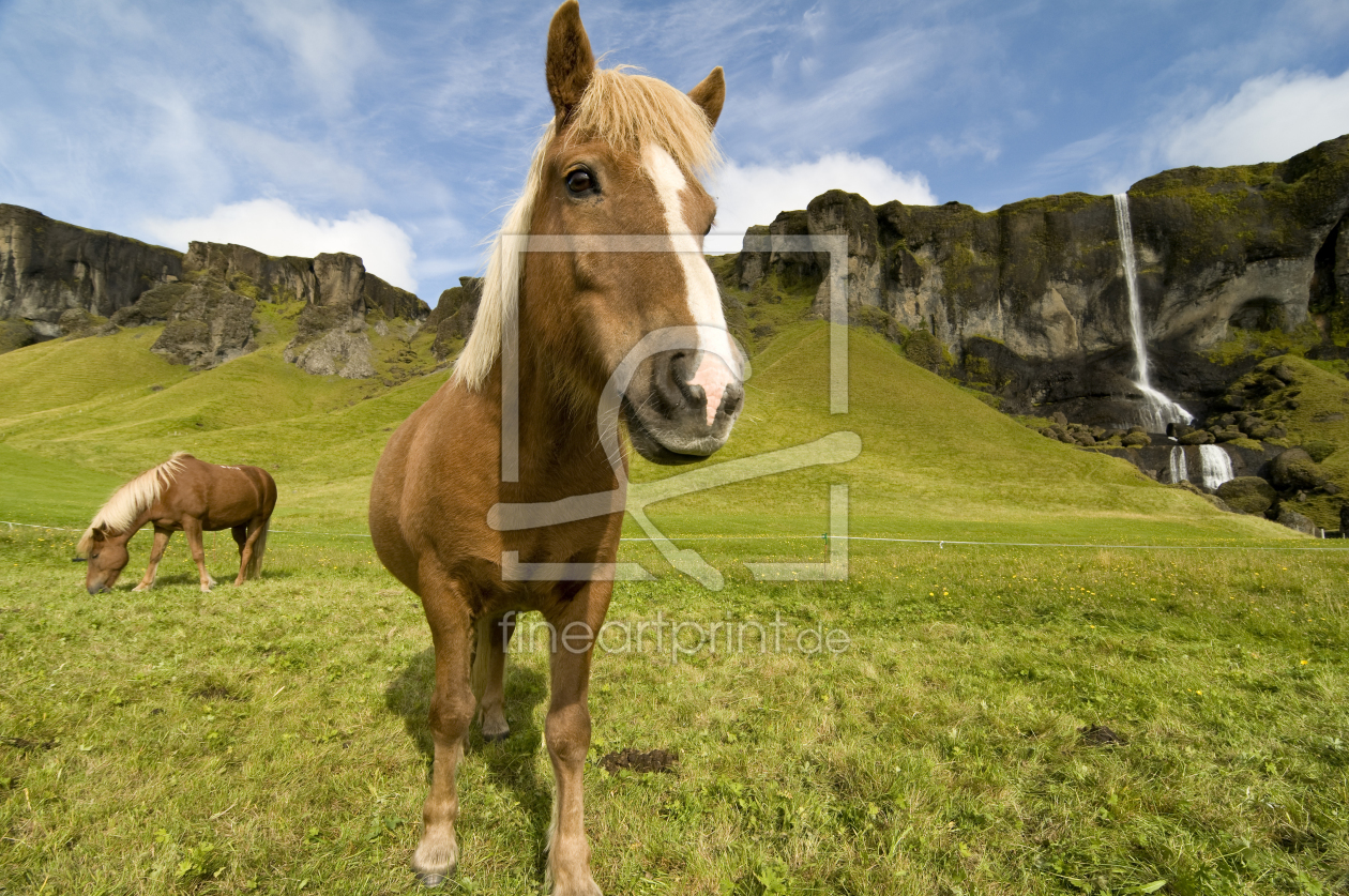 Bild-Nr.: 9554808 Islandpferd und Wasserfall erstellt von danielschoenen