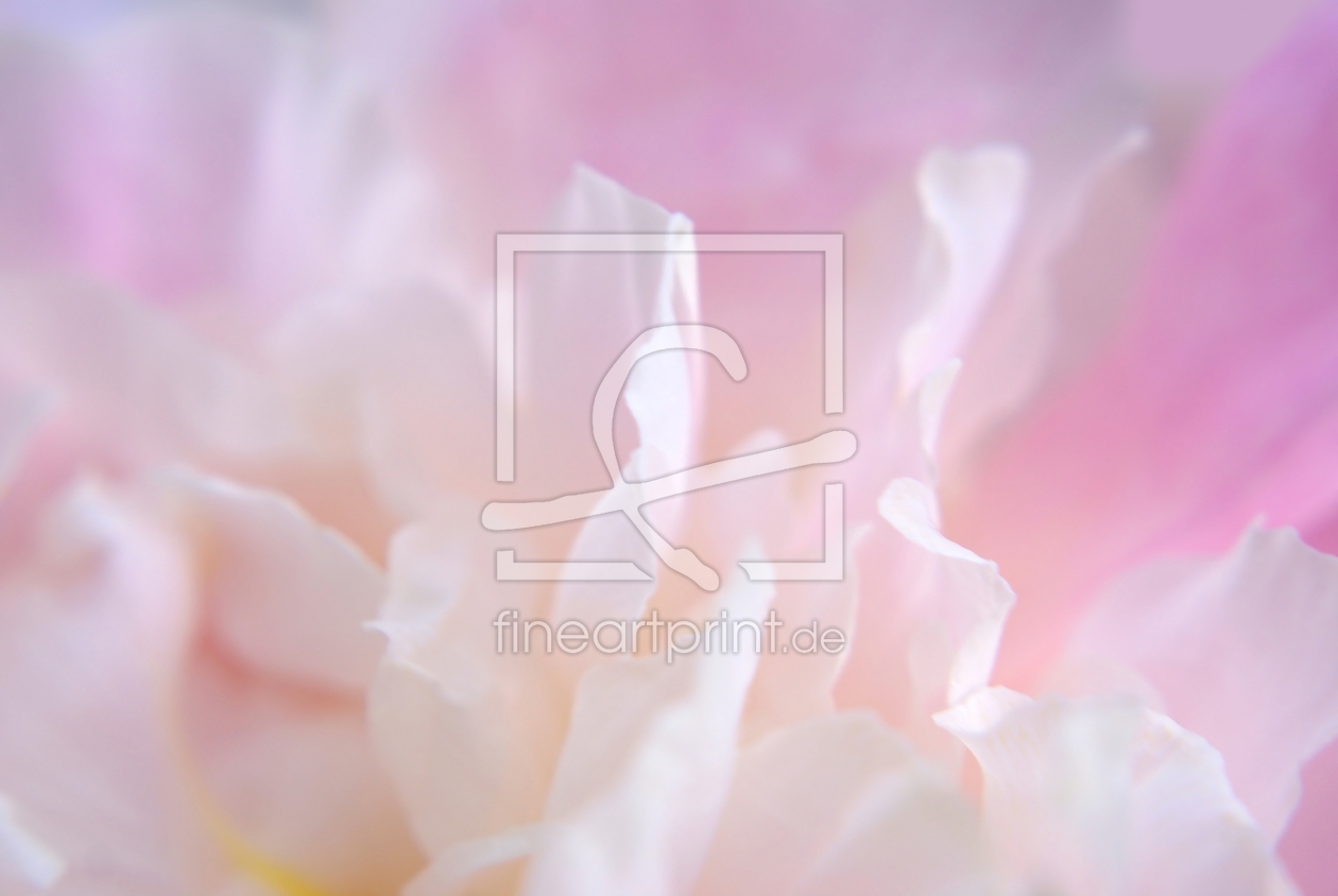 Bild-Nr.: 9556464 A whiff of peony erstellt von youhaveadream