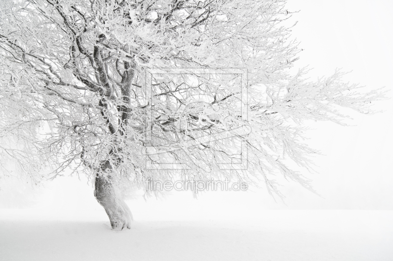 Bild-Nr.: 9557996 schnee-weiß 4 erstellt von danielschoenen