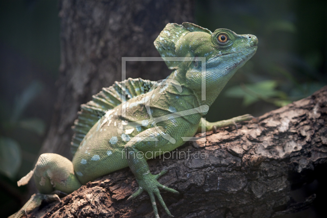 Bild-Nr.: 9559730 Stirnlappenbasilisk	 erstellt von FT2511