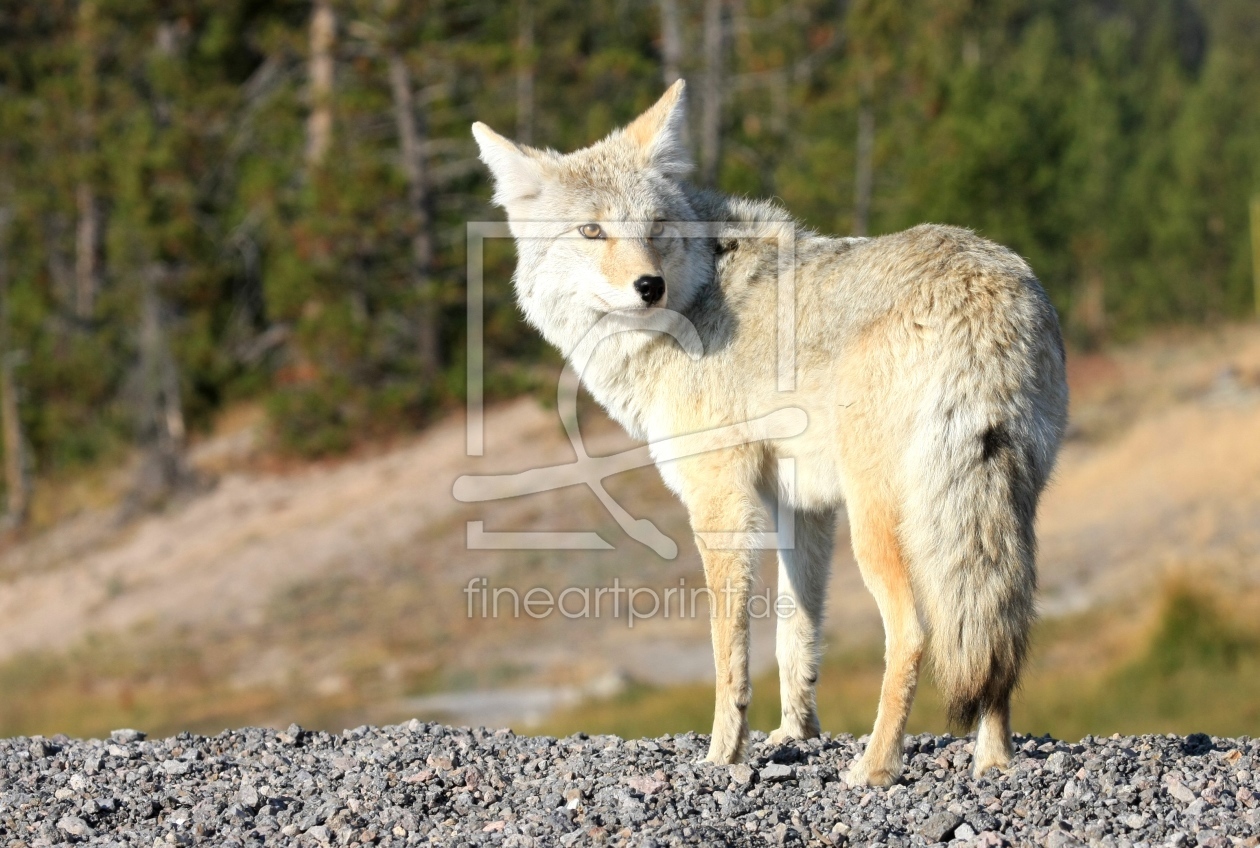 Bild-Nr.: 9561388 Wildlife Wolf im Yellowstone Nationalpark erstellt von Marcel Schauer
