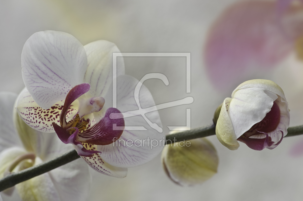 Bild-Nr.: 9561684 Orchidee erstellt von  Heidi  Brausch 