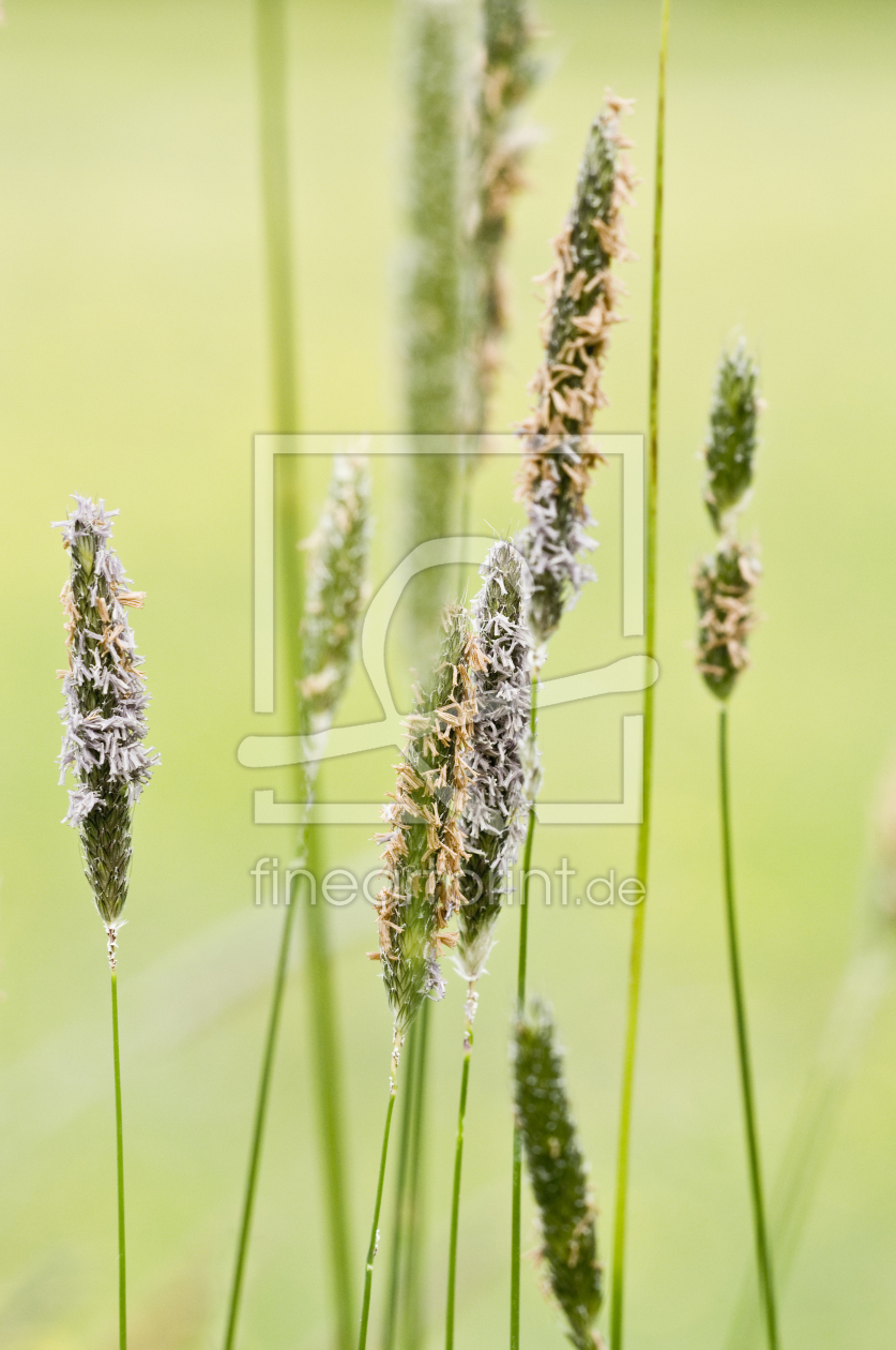 Bild-Nr.: 9562346 Gras grün erstellt von danielschoenen