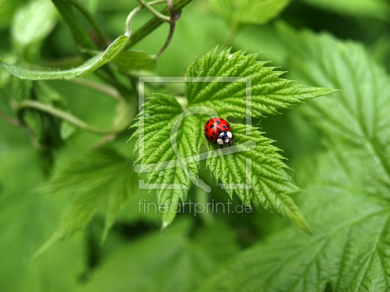 Bild-Nr.: 9562618 pure Natur erstellt von Sulamith