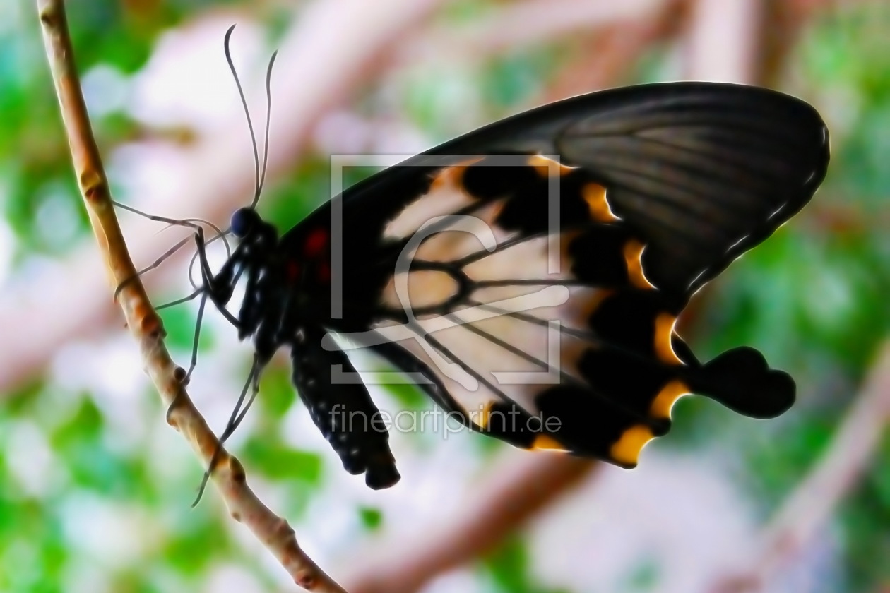 Bild-Nr.: 9563154 Black Beauty erstellt von Luscious