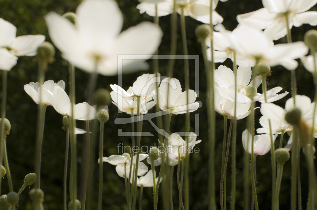 Bild-Nr.: 9565438 Anemonen 2 erstellt von danielschoenen