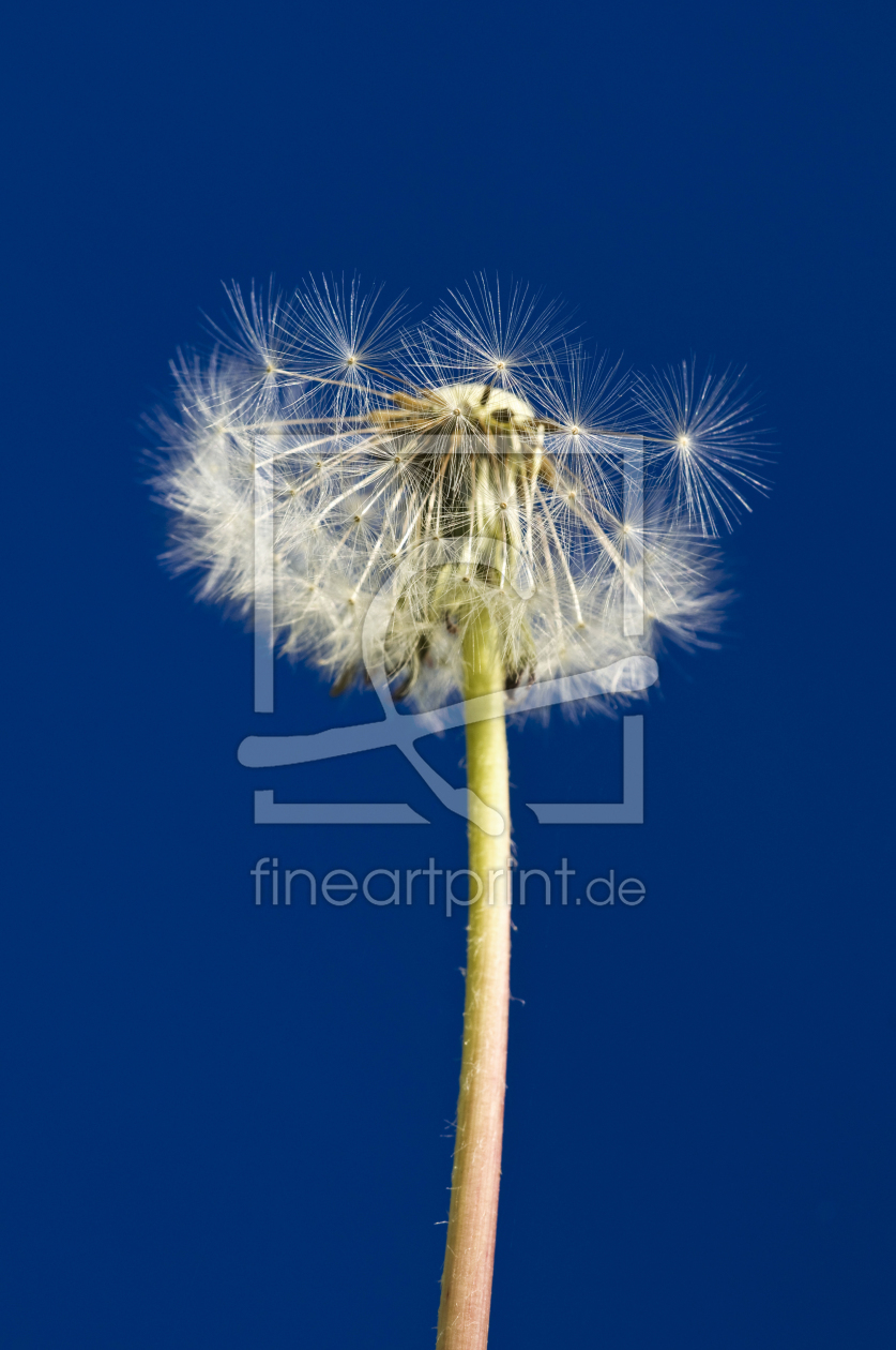 Bild-Nr.: 9565444 Yves Klein Pusteblume erstellt von danielschoenen