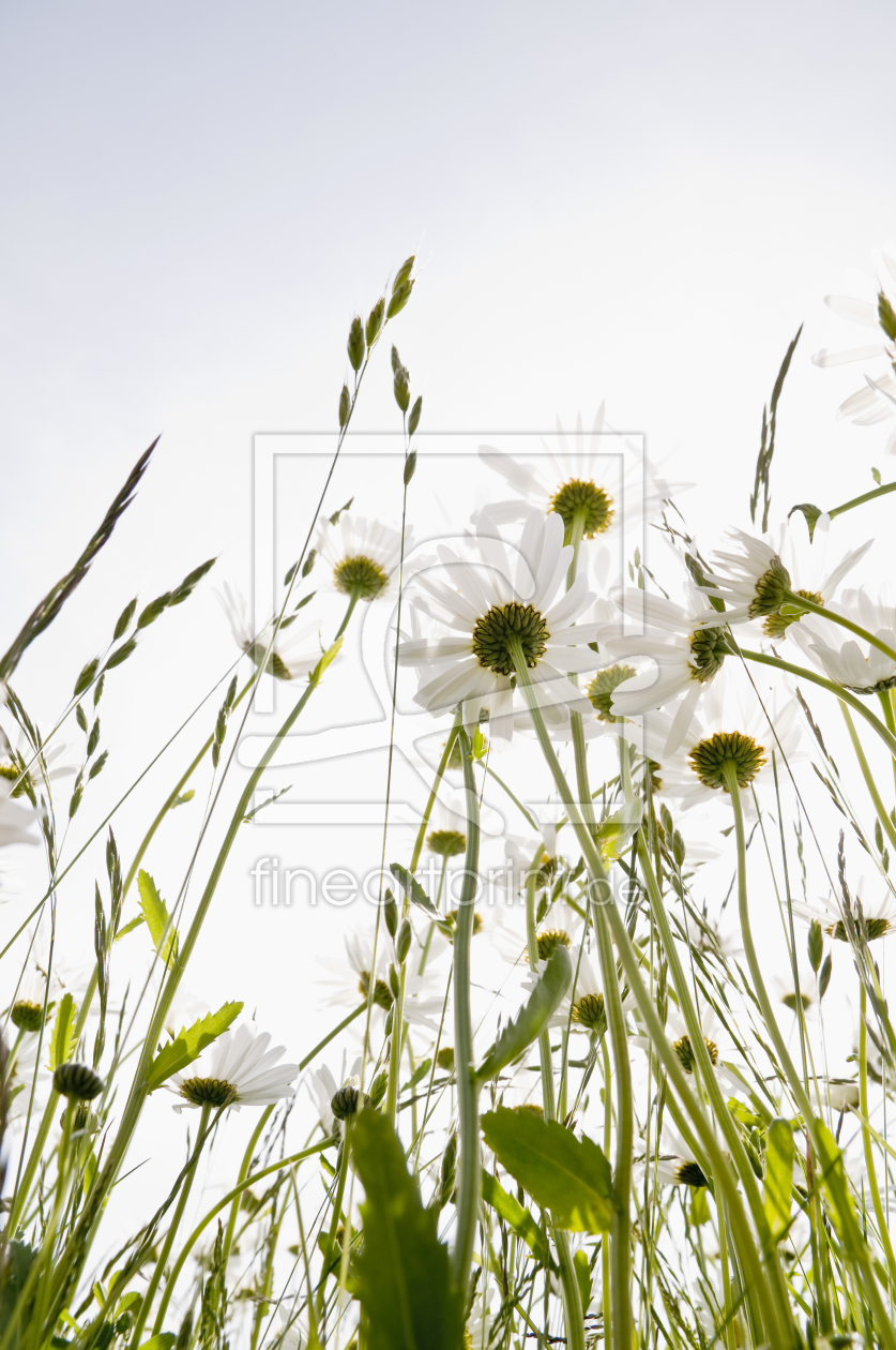 Bild-Nr.: 9565452 Blumenwiese erstellt von danielschoenen