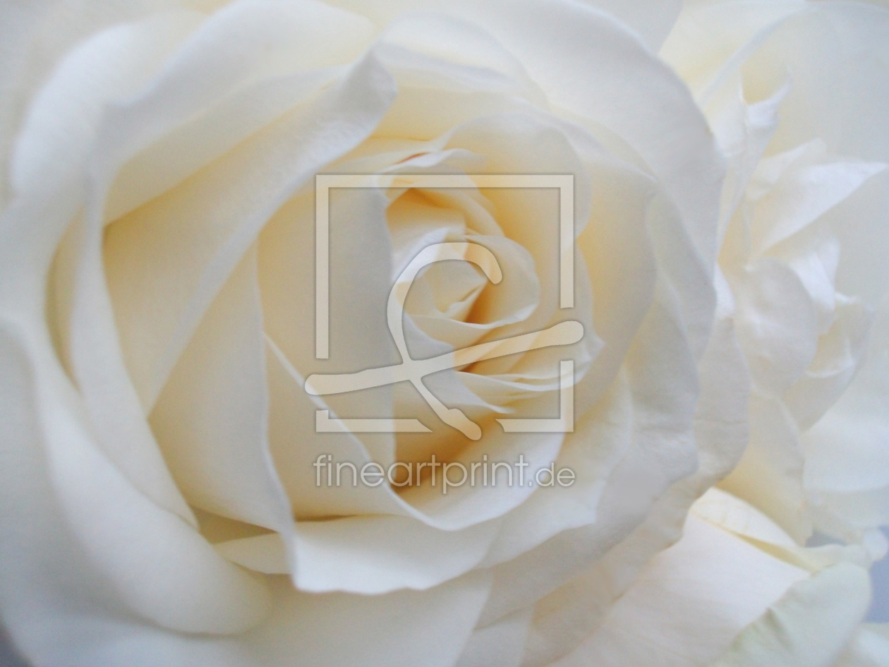 Bild-Nr.: 9565858 Tender Rose erstellt von Bluemoon