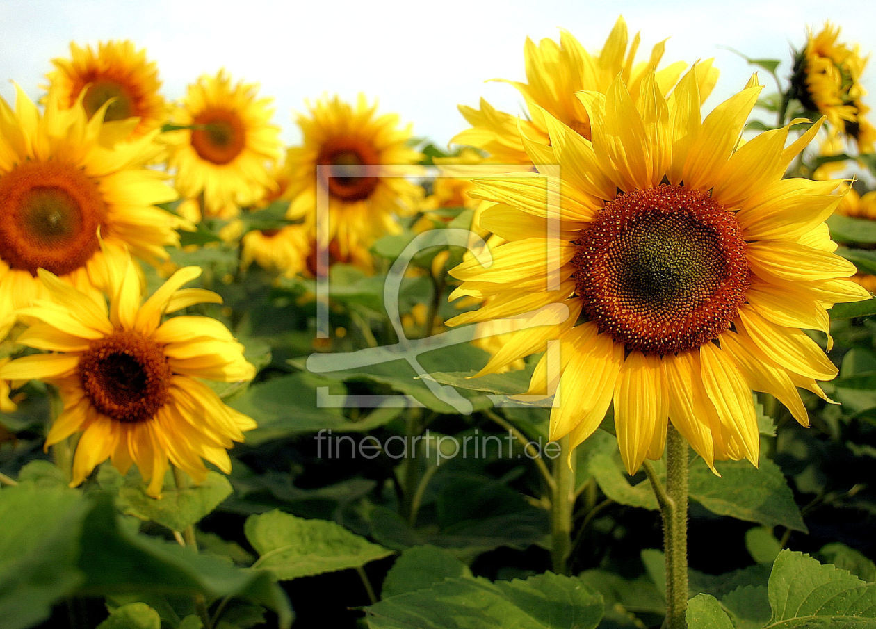 Bild-Nr.: 9567640 Sonnenblumen erstellt von FotoCharly