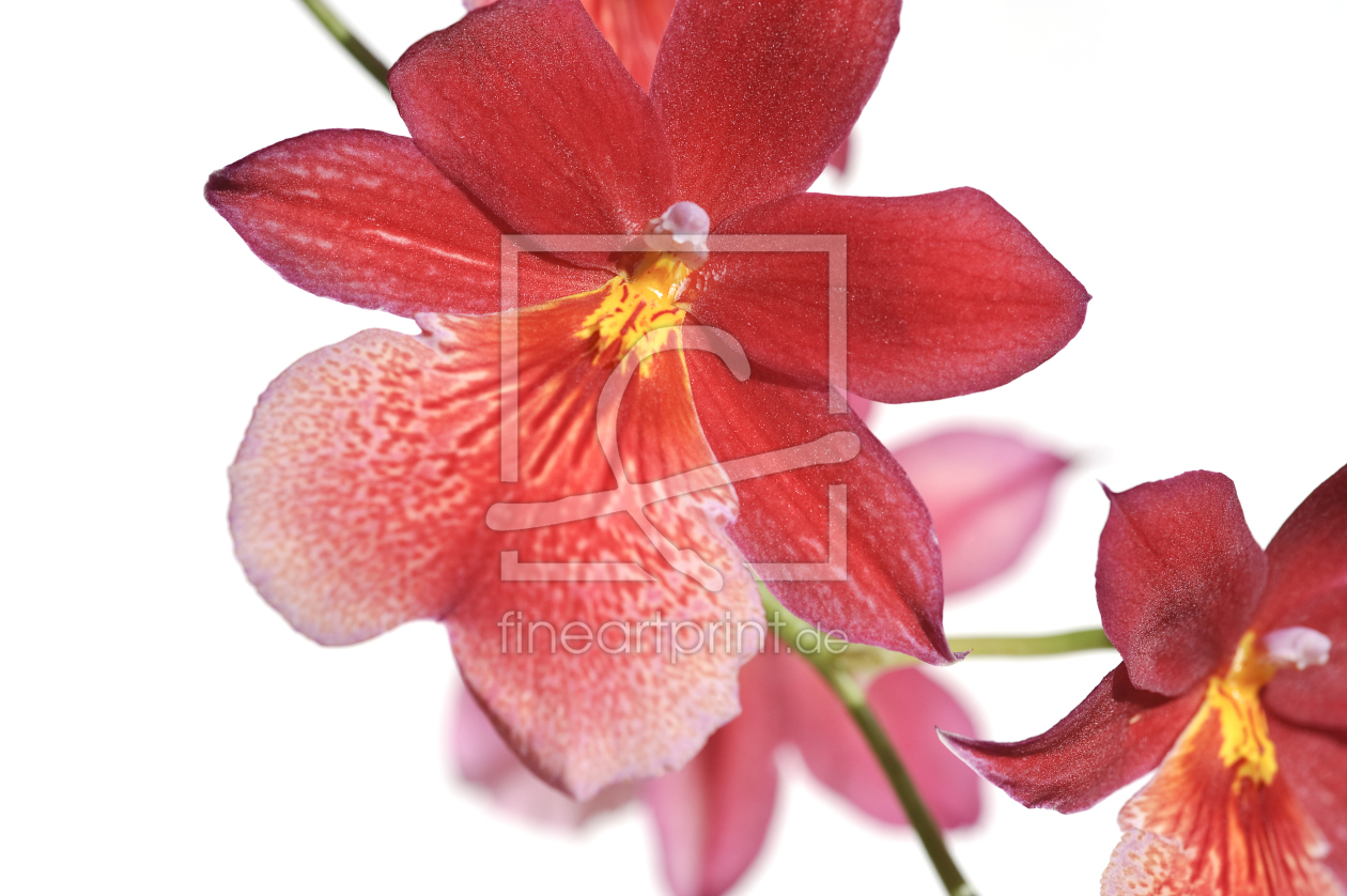 Bild-Nr.: 9567662 Orchideenmakro erstellt von bilderwerk