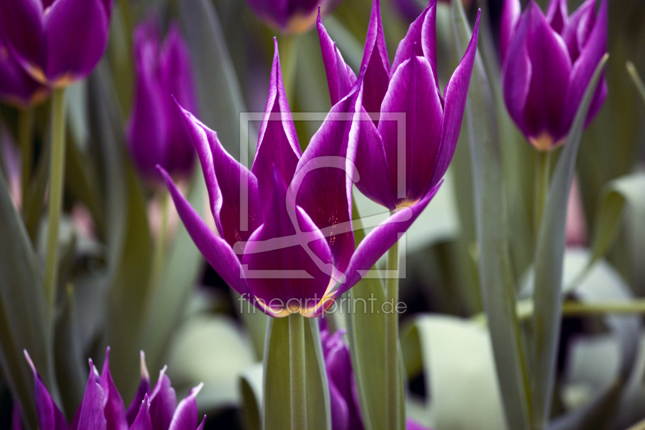 Bild-Nr.: 9569330 Lilienblütige Tulpe erstellt von FT2511