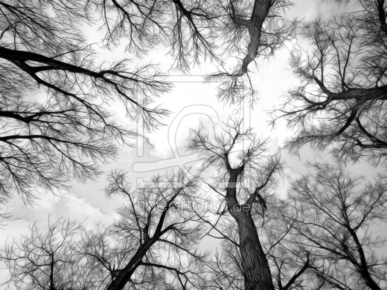 Bild-Nr.: 9569392 Crown of a tree  erstellt von Galerie-Fotoeffekt