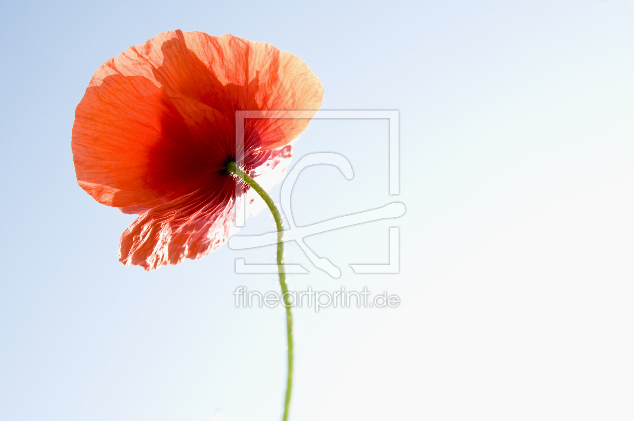 Bild-Nr.: 9569720 Klatschmohn erstellt von danielschoenen