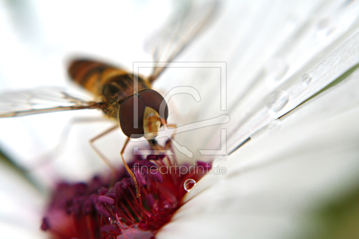 Bild-Nr.: 9572752 Schwebfliege auf Blüte 2 erstellt von warkentin-art