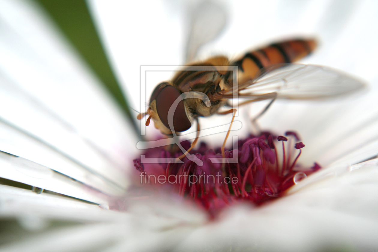 Bild-Nr.: 9572754 Schwebfliege auf Blüte 3 erstellt von warkentin-art