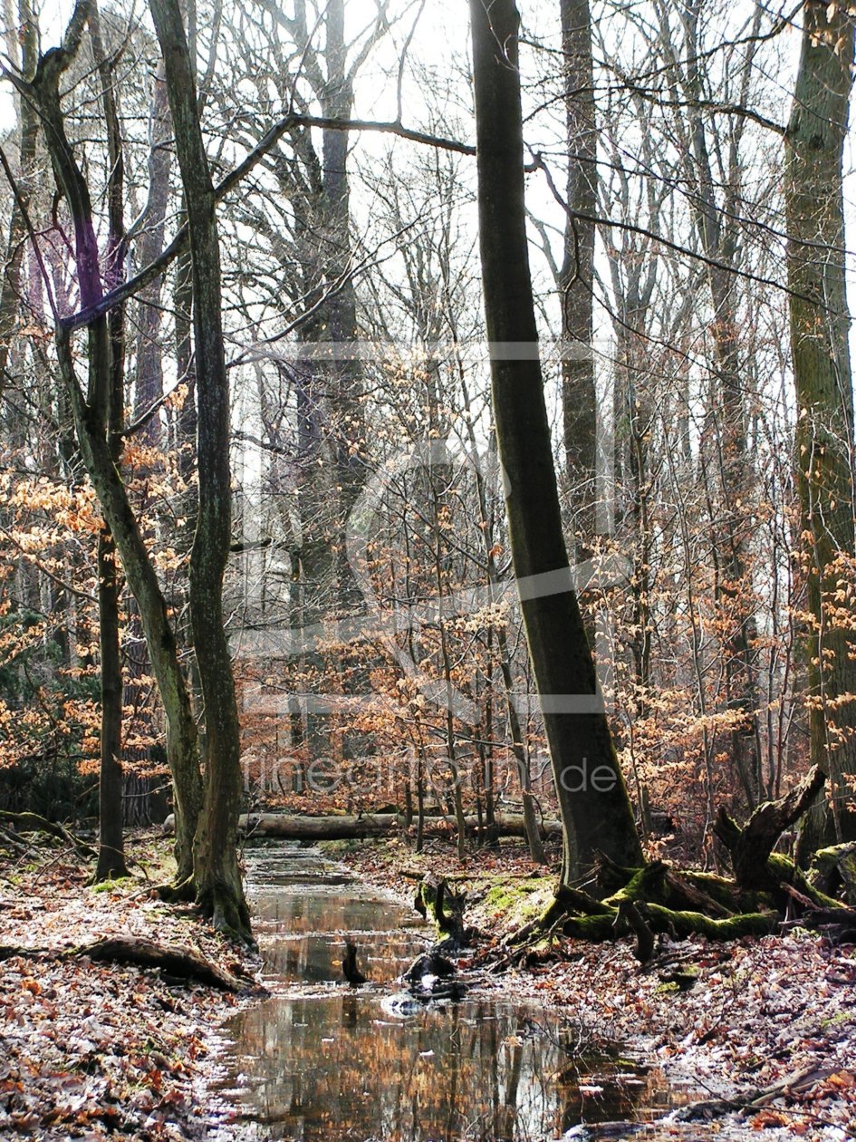 Bild-Nr.: 9572790 Im Wald erstellt von Renate Knapp