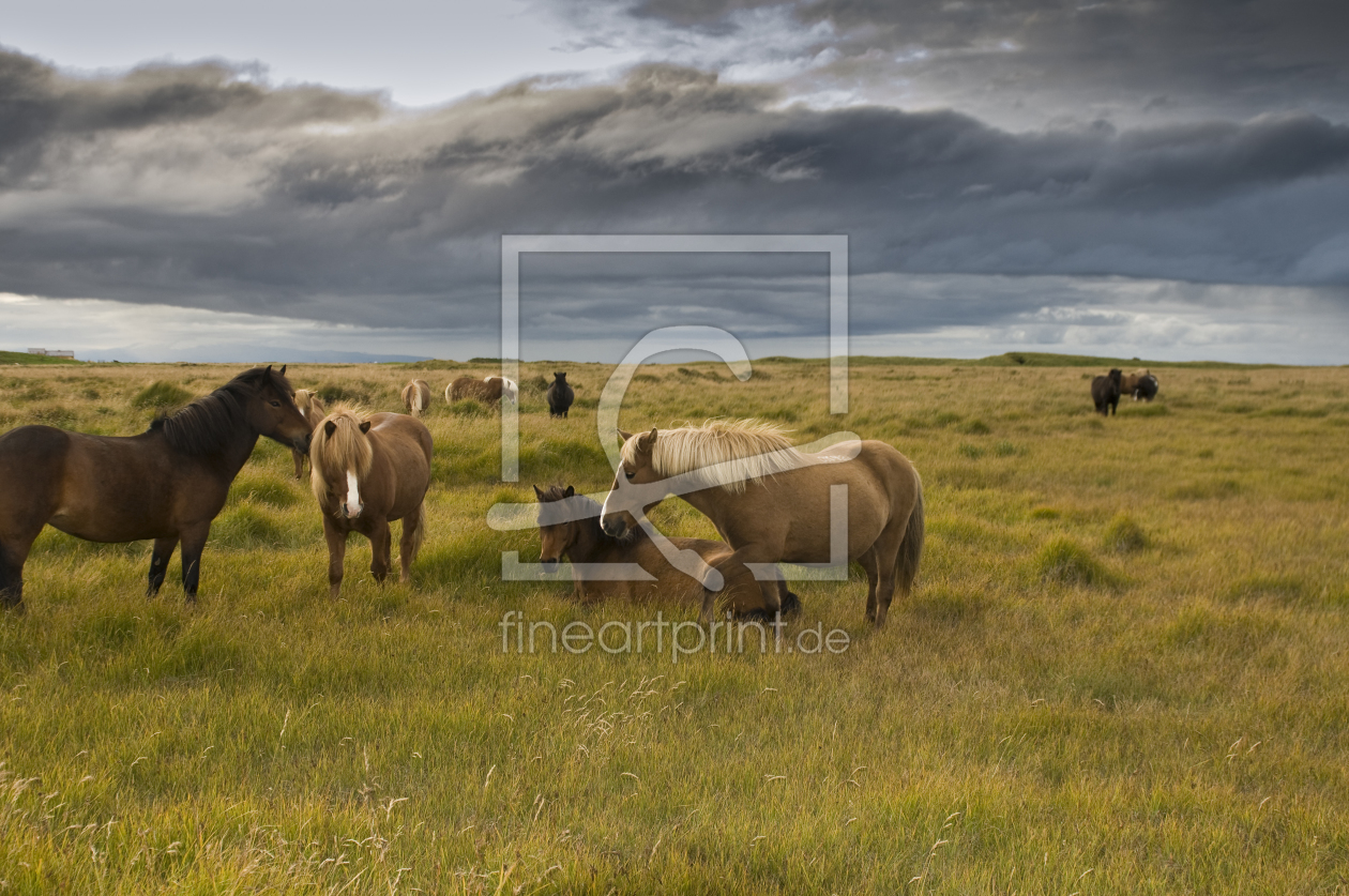 Bild-Nr.: 9573188 Islandpferde erstellt von danielschoenen