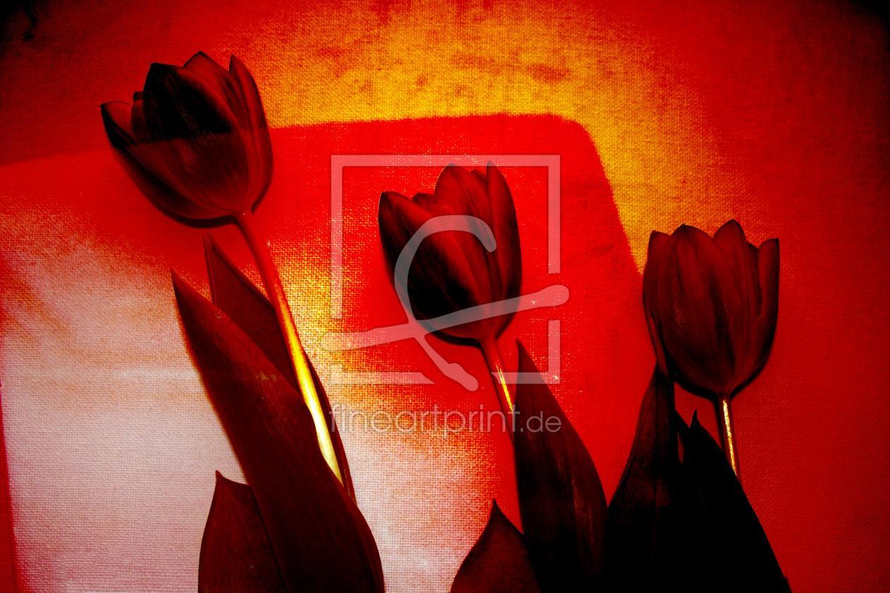 Bild-Nr.: 9573198 Tulpenbild erstellt von LucieLenzket