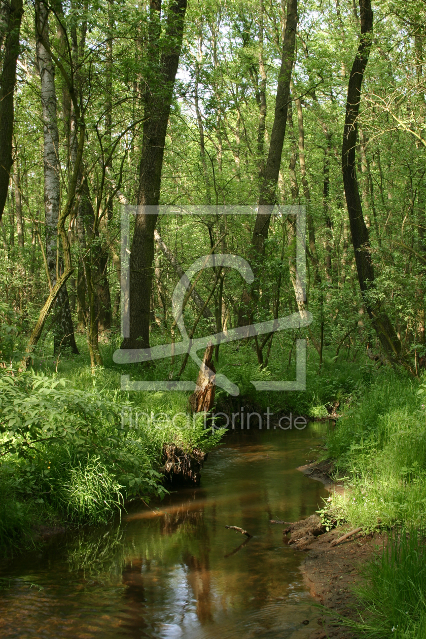 Bild-Nr.: 9573938 Kleiner Bach im Wald erstellt von tdietrich