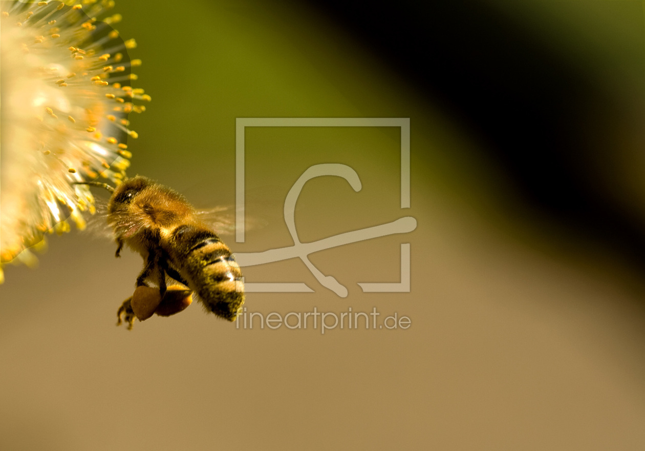Bild-Nr.: 9577390 Bienenflug erstellt von Gikfotoart