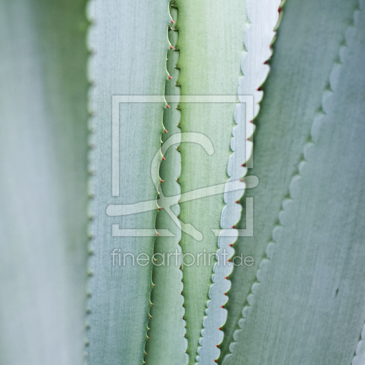 Bild-Nr.: 9577508 Agave erstellt von danielschoenen