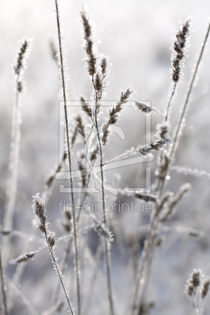Bild-Nr.: 9577538 Gräser im Winter erstellt von BilderWerkstatt