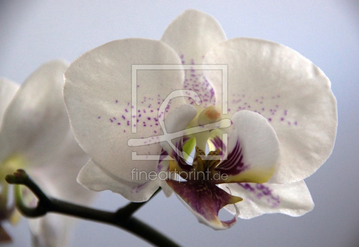Bild-Nr.: 9578118 Orchidee erstellt von babalu