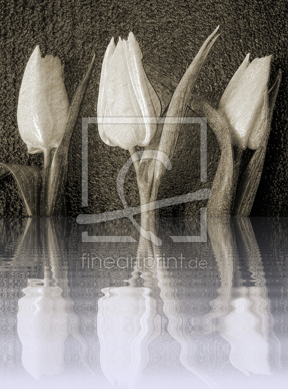 Bild-Nr.: 9579688 Tulipan erstellt von Birgit Presser