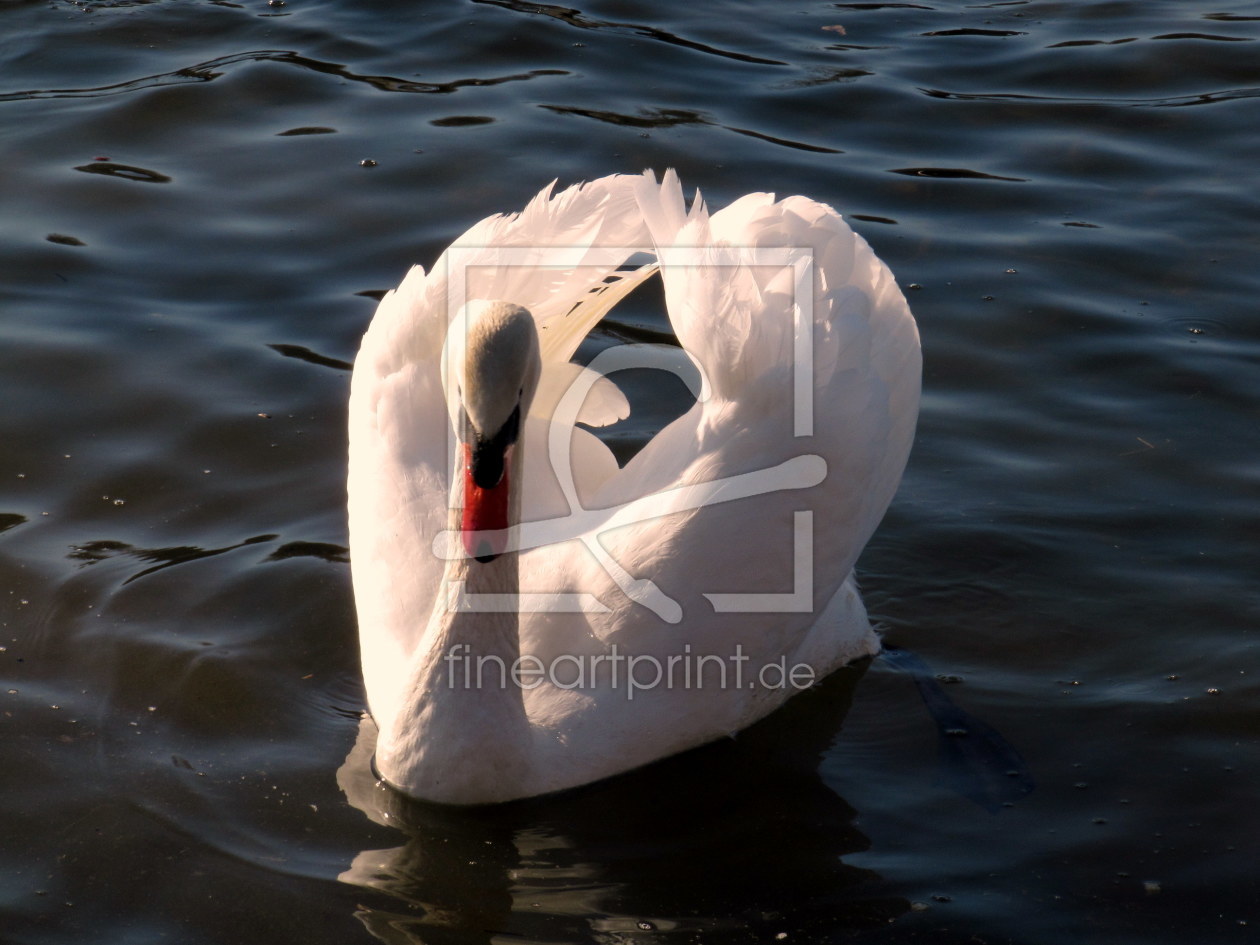 Bild-Nr.: 9581774 Cisne erstellt von Silviafe